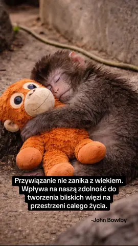 Najbardziej poruszające w tej historii nie jest to, że małpka przytula pluszaka. Tylko to, dlaczego to robi. Została sama. A jej organizm zrobił to, do czego jest zaprogramowany, zaczął szukać bliskości. W badaniach Harry Harlow młode małpy wybierały kontakt i ciepło („miękką matkę”), nawet jeśli pokarm znajdował się gdzie indziej (na drucianej „małpce”). Eksperyment unaocznił, jak potrzebny jest kontakt, dotyk oraz poczucie bezpieczeństwa i jak wpływa to na rozwój organizmu. Bo bez tego trudno się rozwijać. Ludzie mają podobnie. Noworodek nie potrzebuje tylko pokarmu. Potrzebuje kontaktu, obecności, regulacji przez drugą osobę. Dorosły człowiek również. Czasem tylko zbyt mocno udaje, że sobie poradzi sam. Zdarza się też, że kiedy brakuje bliskości, szukamy jej gdziekolwiek, na przykład w relacjach, które ranią, albo w czymś, co tylko na chwilę daje ulgę. Często nie zastanawiając się: „czy to dobre i zdrowe?”, tylko: „czy jest ktoś obok?”. Nasze doświadczenia są matrycą torującą drogę do wyboru bliskiej osoby. I czasem wybieramy relacje, które karmią. A czasem takie, które ranią, ale są znajome. Najczęściej wybieramy to, co znamy. #przywiązanie #więź #bliskość #relacje #terapia 