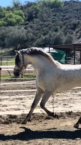 Señorío con sus 3 añitos ✨ #purarazaespañola #caballos #caballosespañoles #andalusianhorse #sementales 