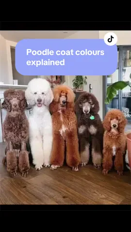 All pictures are sourced from Pinterest!  I’ve done my best to simplify poodle coat colours and genetics to help dispel some confusion.  #poodlesofinstagram #poodlesoftiktok💙💛🐩 #minipoodle #toypoodlesoftiktok #standardpoodle 