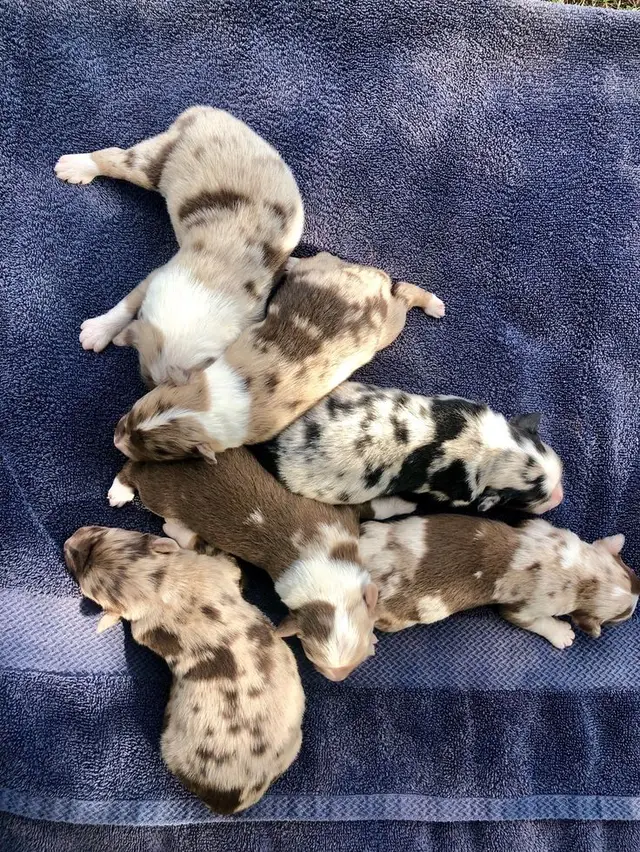 #dogs #australiansheperds #AussieForSale #AussieLove #puppy 