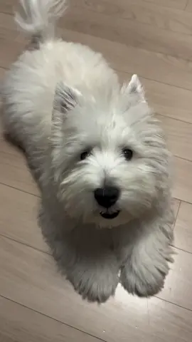 #westhighlandwhiteterrier  #westiepuppies 