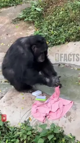 This Chimpanzee Acts Exactly Like a Human 🐵🧺 #aifact #fact #fyp