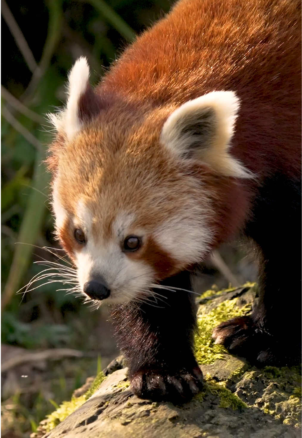 🔴🐼EVERYBODY STAY CALM: A NEW RED PANDA HAS ARRIVED!🐼🔴 Meet your new favourite animal, Akashi 🫶 Here she is exploring her new home for the very first time.  Safe to say… we’re obsessed 😭 #chesterzoo #conservation #redpanda #panda 