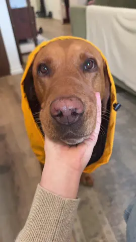 Finally found a raincoat that fits! Now all we need is the actual rain… @SPARK PAWS #foxredlab #bigdog #dogclothing 