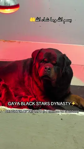 #marwan_rottweiler_kennel #algerie🇩🇿 #كلاب_حراسة #puppy #puppytiktok 