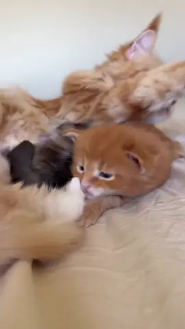 #kittensoftiktok #foryoupage❤️❤️ #kittensoftiktok #PetsOfTikTok #kittensoftiktok 