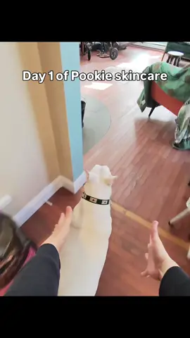 Day 1 of Pookie skincare! (I forgot to post day 1-6 on tiktok ) #dogskincare #englishbullterrier #skincare #dogcare 