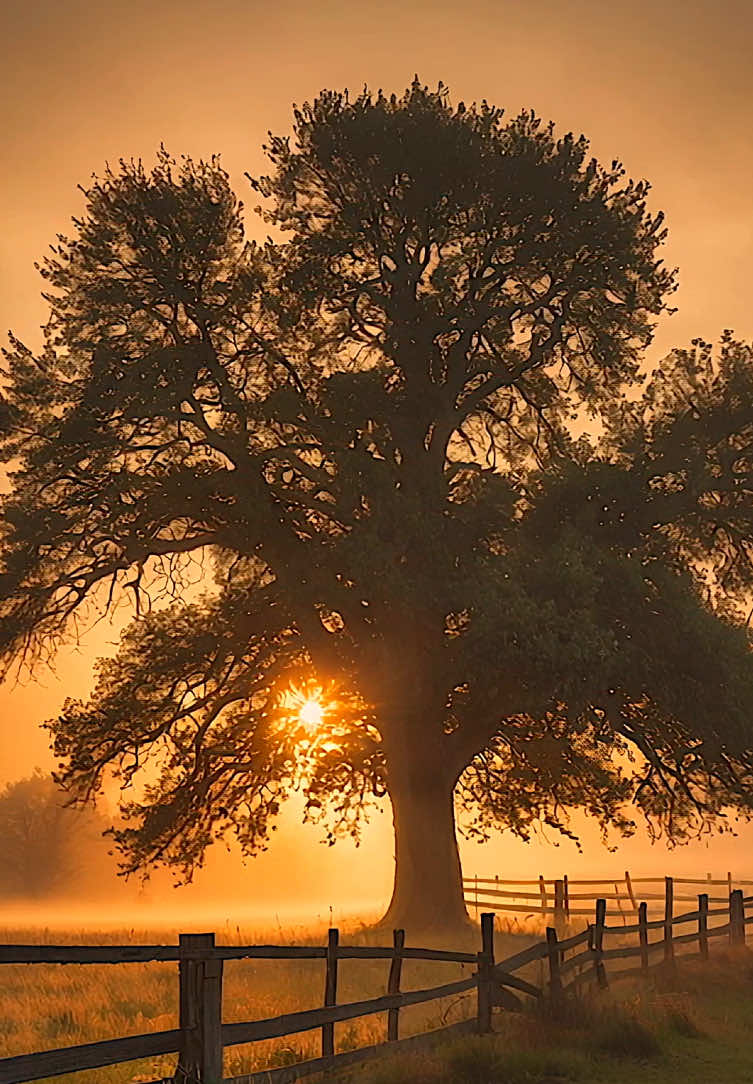 Warm Gentle Sunset with birdsong #RelaxationTV #naturelovers #sunset #forestlover #relaxingtime #foryou #naturetok #soothingvibes #calmingvideo  