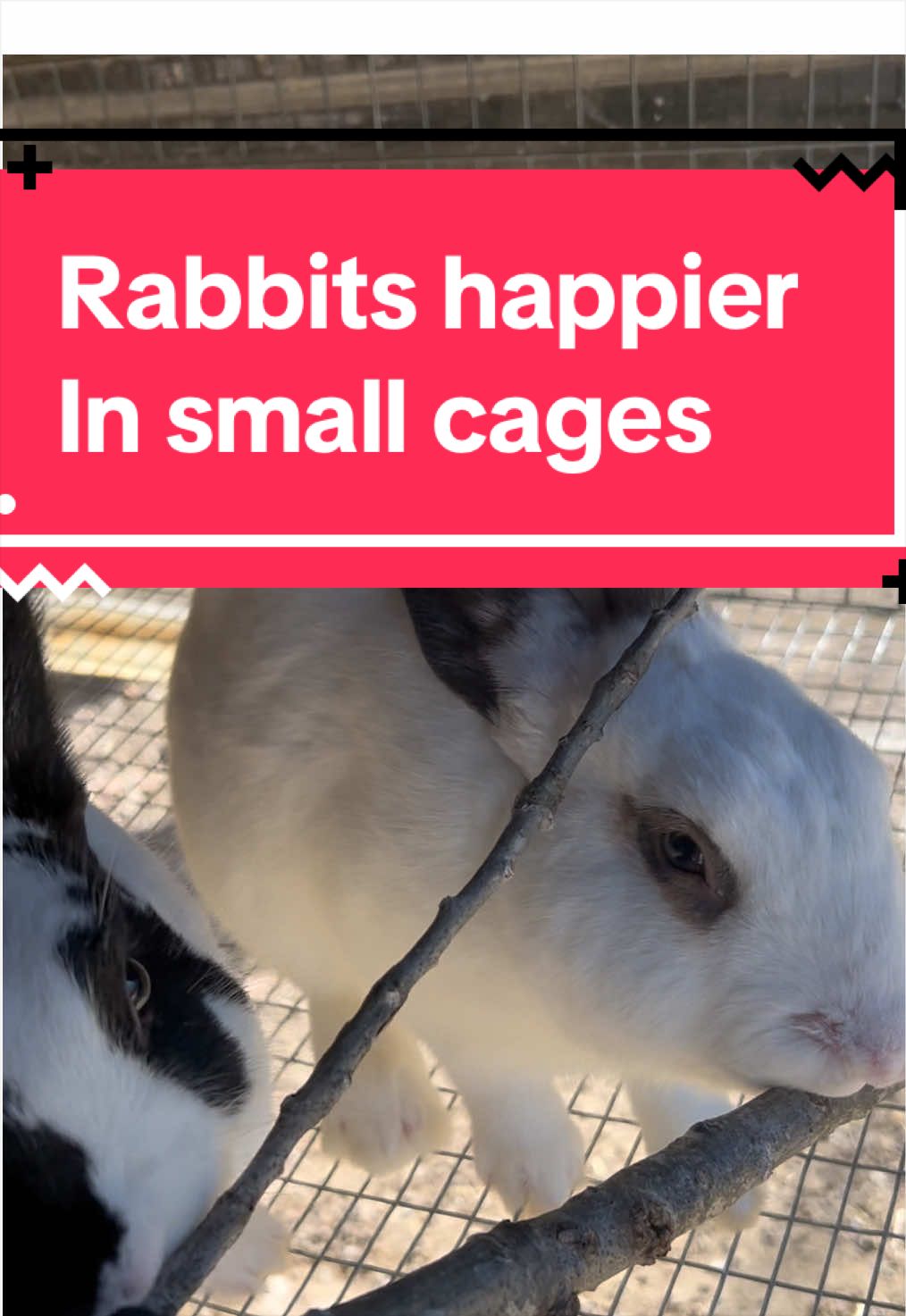 #meatrabbits #DidYouKnow #homestead #offgrid 