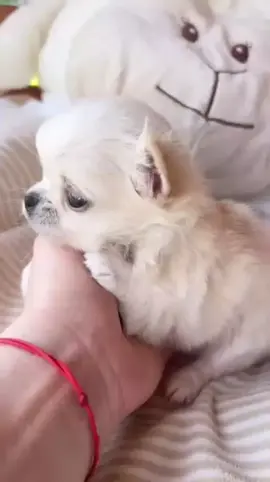 🐶 BLANCO – Chihuahua à poils longs disponible à l’adoption 🤍✨ --- ✨ Un petit nuage tout doux cherche sa famille pour la vie ! Nous avons le plaisir de vous présenter Blanco, un adorable bébé Chihuahua à poils longs, blanc comme neige, prêt à faire fondre votre cœur. 🥰🐾 --- 🌸 Qui est Blanco ? · Race : Chihuahua à poils longs · Âge : 2 mois et demi · Sexe : Mâle · Couleur : Blanc pur ❄️ · Taille : Mini – parfait pour la vie en appartement ou maison · Caractère : Câlin, joueur, sociable, en cours de propreté --- 🩺 Sa santé Blanco est suivi régulièrement par notre vétérinaire et sera prêt à rejoindre sa nouvelle famille avec : ✅ Vaccins à jour ✅ Puce électronique ✅ Vermifugé ✅ Carnet de santé ✅ Certificat vétérinaire --- 📍 Où se trouve Blanco ? Blanco est actuellement en France métropolitaine, mais il peut voyager partout : ✅ France métropolitaine ✅ Belgique, Suisse ✅ DOM-TOM : Martinique, Guadeloupe, Guyane, La Réunion, Saint-Martin, Saint-Barth ✈️ Transport sécurisé inclus dans les frais d’adoption. --- 💰 Ce montant inclut tout : ✅ Soins vétérinaires complets ✅ Carnet de santé ✅ Transport inclus ✅ Suivi post-adoption --- 📩 Vous craquez pour Blanco ? 👉 Envoyez-moi un message privé ou un mail à lamaisondesadoptions@gmail.com Dites-moi : · Où vous habitez · Si vous souhaitez plus d’infos Blanco n’attend plus que vous ! 🥰🐶🤍 --- #Chihuahua #ChihuahuaPoilsLongs #Blanco #BébéChien #AdoptionResponsable   €ToutInclus 