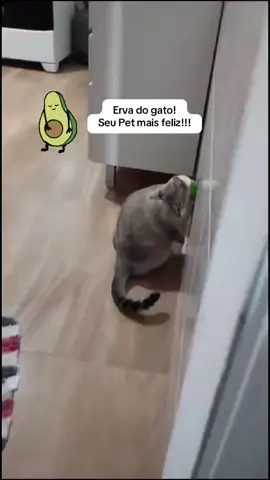 Erva do gato para um gato mais feliz! A erva do gato porque seu gato merece! #gato #gatotiktokers #ervadogato #catnip #tiktokshop