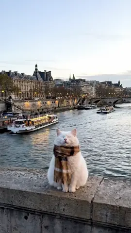 why is this cat such a vibe? 