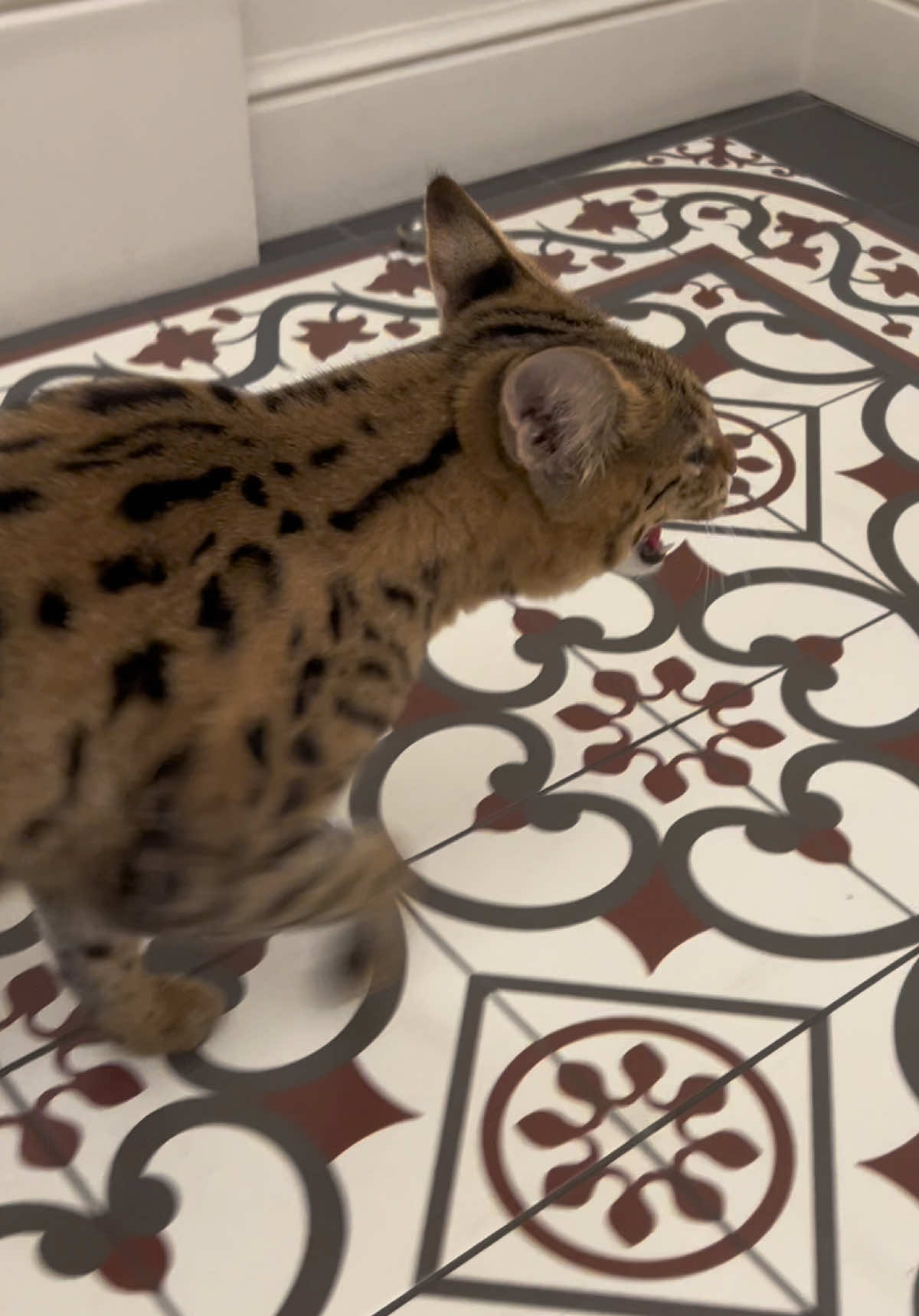 This escalated fast… #SavannahMonarchy #wildcats #ExoticCats #SavannahCats #savannahf1 