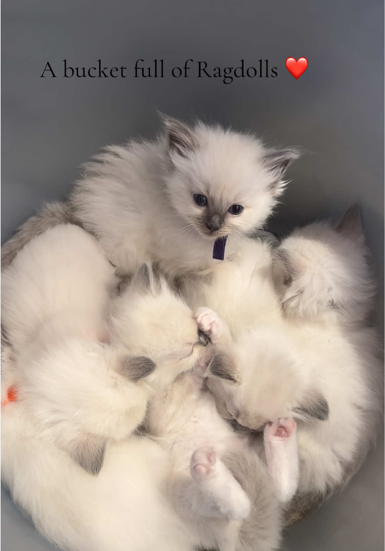 Our first visit to the kittens 🥺❤️ #ragdoll #ragdollsoftiktok #ragdollkitten #kittensoftiktok 