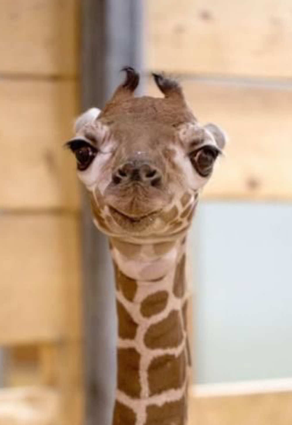 giraffe. #giraffe #fyp #xyzbca #edit #makemefamous