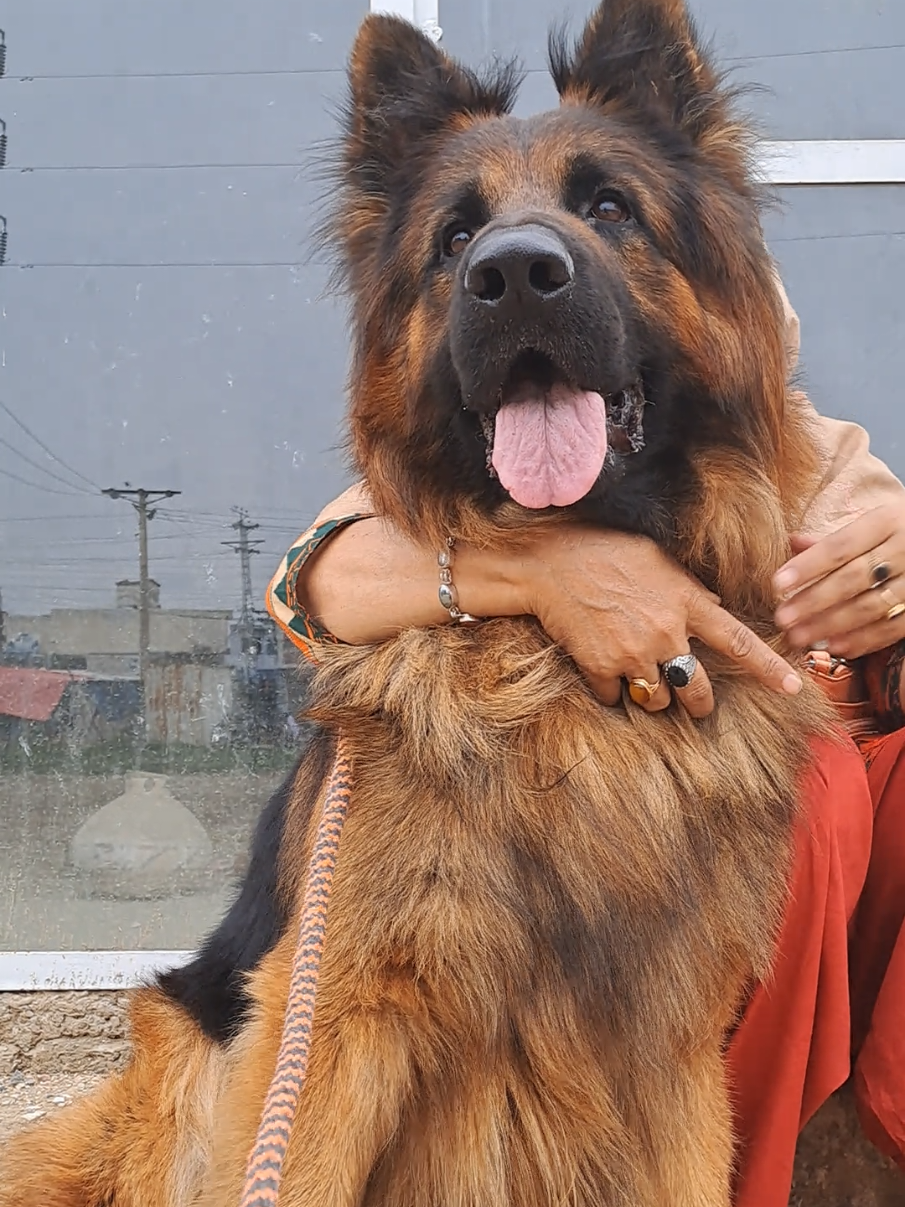 The definition of majestic. …. Sharo 🐾 #germanshepherd #gsdoftiktok #trendingdogsoftiktok #trendingdogs 