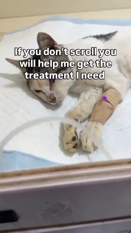 @Gentle-Paws-Rescue:We urgently need help with vet bills & medicine for the rescued cats 💔🐾 Please donate through the link in my Bio.