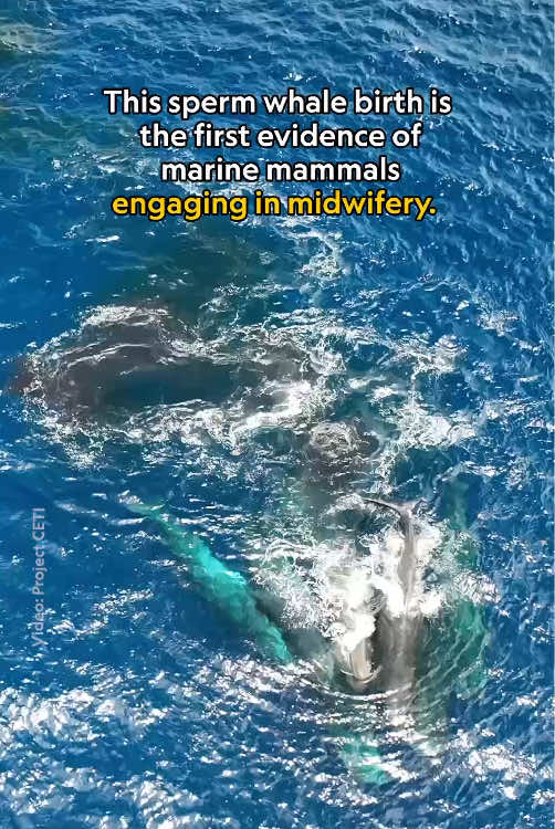 In 2023, biologist and National Geographic Explorers David Gruber and Shane Gero set out to study sperm whales off Dominica's coast as part of a @Project CETI team studying sperm whale communication. What they stumbled upon was far more extraordinary—a whale in labor. For decades, whale births eluded observation. Project CETI's newly published findings provide a detailed picture not just of the birth, but of a whale family’s collaborative effort to care for the mother and infant—providing the first quantifiable evidence of an animal species other than primates engaging in assisted birth. Discover more about how sperm whale families support mothers in labor, and what it reveals about midwifery in the animal kingdom at the 🔗 in bio.