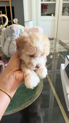 #renzpuppies #toymaltipoo #toypuppies #toypoodles #toymaltipoopuppies 