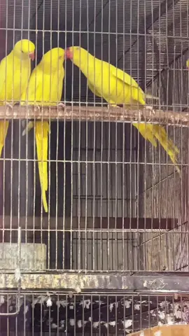 Please say Mashallah 😍 #breedingseason #ringnecksbeauty #subhanshiekhavairy #bigbirdslover #conourfamily @Rahat Birds JS 