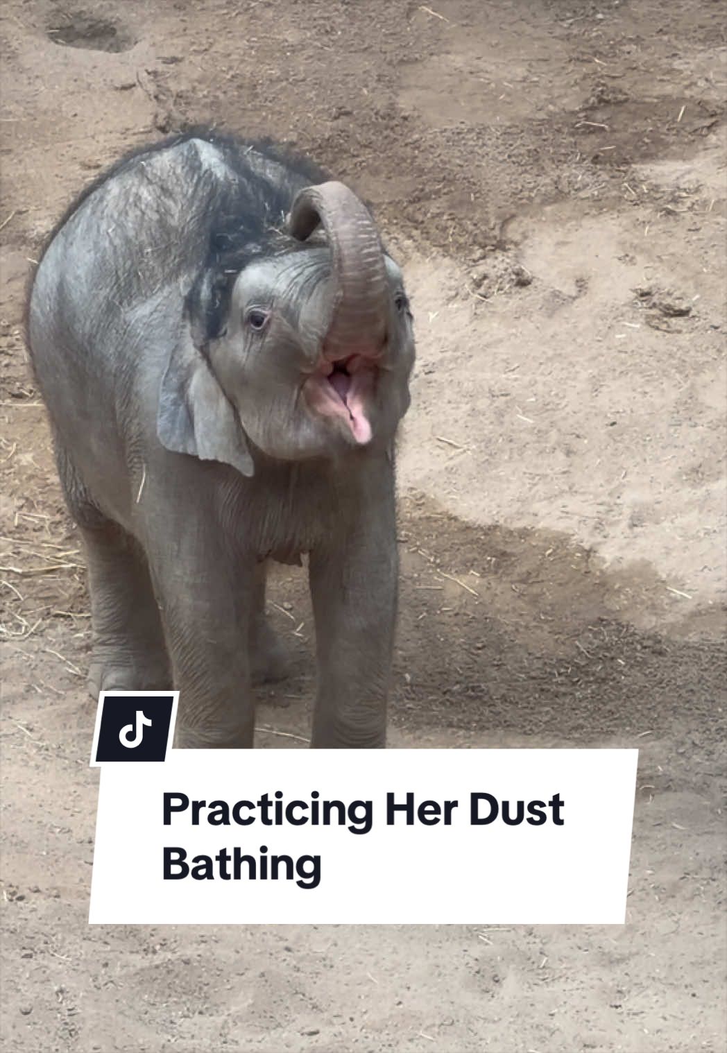 Mum does it… now watch her 👀  Little lady learning how to dust bathe and making it look adorable 🐘 @Blackpool Zoo  #babyelephant #elephantlover #blackpoolzoo #cuteanimals #animaltok 