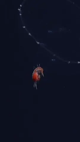 Fall in love with these mini midwater marvels 😍💫 ⁠ This tiny jelly was playing host to an even tinier hyperiid amphipod when our remotely operated vehicle (ROV) Doc Ricketts spotted them at 571 meters (over 1,800 feet) deep. ⁠ ⁠ Nearly all hyperiids have some relationship with other gelatinous midwater organisms. These interactions, known as symbiosis, can be friendly and not-so-friendly. In different types of symbiosis, mutualism is when both animals benefit, while commensalism is when one benefits and the other is neither harmed nor helped. But when a parasite eats its host, it’s definitely not a harmonious alliance. Whether the animal is hitchhiking to move around, hiding from predators, or just finding a better home, these connections help life in the deep thrive. #MBARI #DeepSea #DeepOcean #Swim