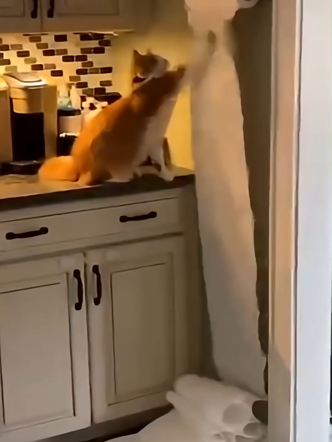 Funny Cats 😂🐾 Just a random mix of funny cats 😂🐾 Music: Monkeys Spinning Monkeys – Kevin MacLeod License: CC BY 3.0 #cat #cats #funnycat #viral #catsoftiktok #funnycats #pet #animals #kitten #catvideo