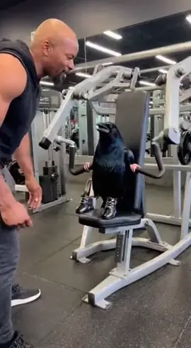 Funny Birds Gym Workout Meme 😂😂#funnybirds #birds #animalcomedy #fyp #funnyvideo 