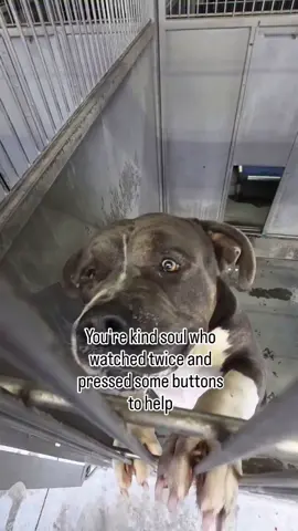 @June 🇨🇦 @SANDRA COCHA  please help 🙏this🐶