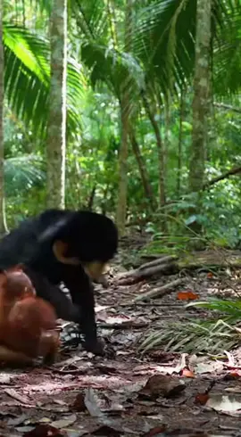 A sun bear has grabbed a baby orangutan as if attacking it. The baby orangutan is struggling hard, trying to free itself from the sun bear’s grip. From the side, the mother orangutan suddenly arrives in anger. She aggressively grabs the sun bear and repeatedly throws it to the ground to protect her baby. The sun bear struggles to escape while the mother continues defending. The entire scene is filmed from a single camera angle in a realistic wildlife style.