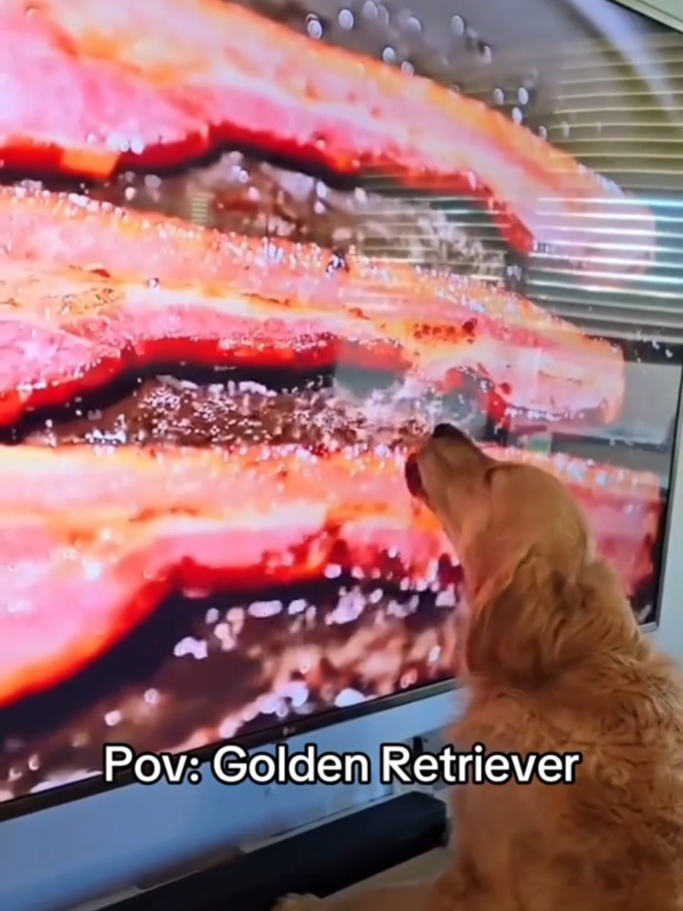 Golden Retriever are so funny and cute!! ❤️‍🩹🐶🐾 #goldenretriever #dogsoftiktok #cutedog #puppylove #fyp 