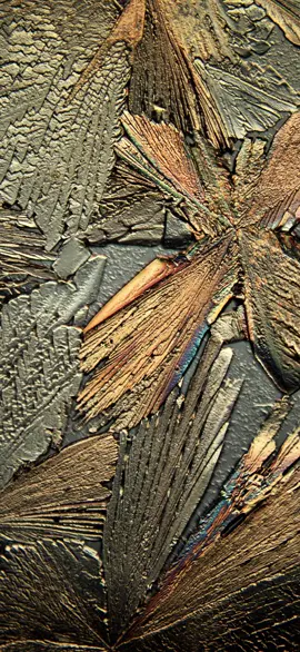 Crystallized Salt under the micro! Nature creating patterns #microscopy #Science #crystallography #art #nyc 