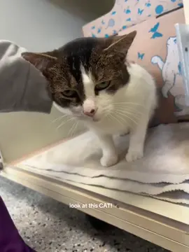 captain oh captain, the sweetest boy to grace the seven seas (or the great lakes in our case) #captain #cat #adoptme #adoption #adoptdontshop 