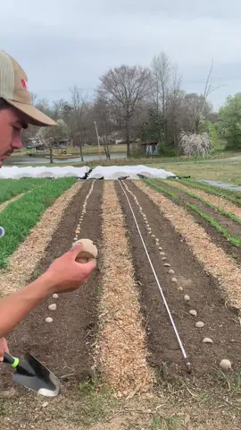 This is how we plant potatoes in our no-till permanent beds 🥔  Planted about 4 weeks before our average last frost date, this is the earliest we’ve ever gotten potatoes in the ground.  Between these two beds, we used 20 lbs of seed potatoes. Our goal is to harvest 10x the amount of potato we plant. That means we want to harvest 200 lbs or more! Can we do it??🤞 Tilther, Broadfork and Collinear Hoe from Neversink Tools