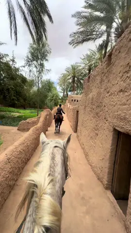 #creatorsearchinsights اخخخ يا العلا ما احلاك  #explore #like #اكسبلور #خيل_وخياله🐎 