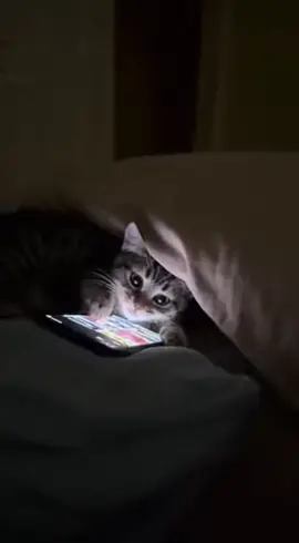 when  cat use mobile phone  #USA #prom #catfunnyvideo #kitten #cat 