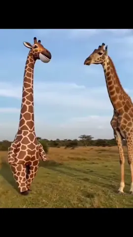 Wtf (song: ilyTOMMY - sick & tired 3) #ilytommy #hoodtrap #giraffe #memesdaily #tiktok 