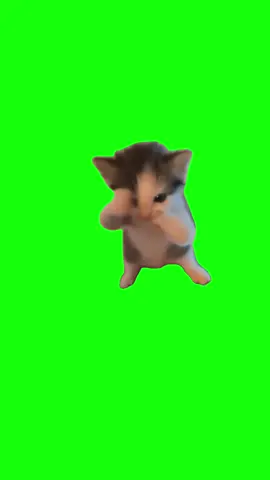 Cat Scuba Dancing | Green Screen #scuba #cat #cats #trending #fyp 