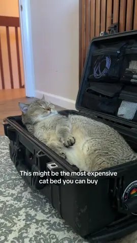 @Pelican let us know if you need cat testing lol