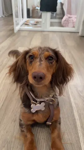 It happens so fast… 🥺 3 Months > 5 months > 10 months!  #minidachshund #dachshund #dachshundsoftiktok #dappledachshund #puppytiktok 