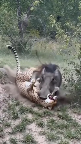 This Warthog Shocked the Cheetah with an Instant Plot Twist!   #wildliferescue #nature is metal #cheetahvswarthog #animalconfrontation