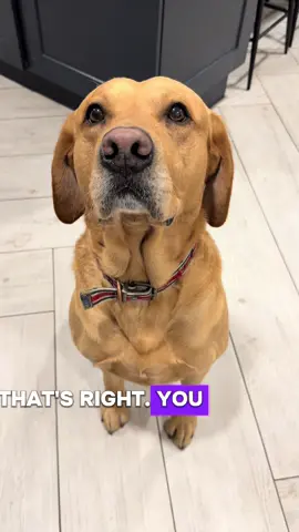#labrador #viral #bestfriend 