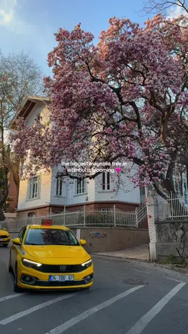 don’t miss this beauty 😍, location & duration ↓ 📍Bebek, Beşiktaş search on Google Maps: Manolya Ağacı the tree is in bloom right now (26.03) 🌸 it usually lasts until the second week of April [ lifestyle, turkey, istanbul, life, moving abroad, travel, blog, content creator, inspiring, Istanbul tips, Istanbul places, Istanbul spots, Istanbul views, Manolya, magnolia, Istanbul spring, Travel guide, Istanbul travel guide]  #istanbulview #istanbultips #istanbul #bosphorus #istanbultherapy