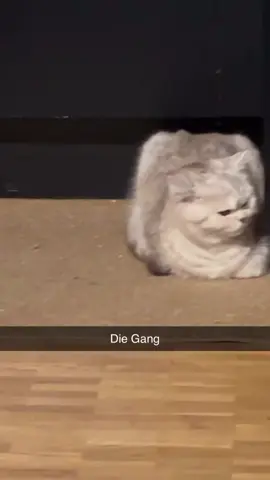 Was guckst du mich an…🌚#haftbefehl #cats #mood #viral