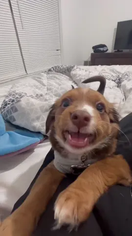 Tiny bodies big chaos and zero understanding of consequences 🐶😂 #FunnyDogs #PuppyLife #DogComedy #PetHumor #LittleTrouble