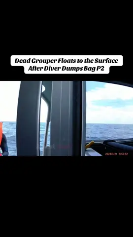 P2: Dead Grouper Floats to the Surface After Diver Dumps Bag #usa #cops #tiktokcops 