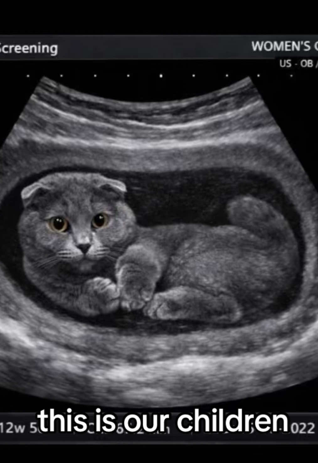 Real… #meow #cat #kitty #pspsps #catcore 