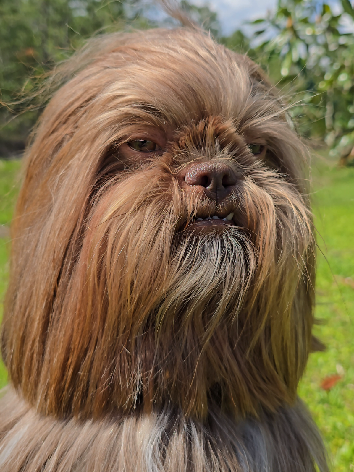 hyperdrive failed again...ill fix it later #shihtzusoftiktok #fyppppppppppppppppppppppp #chewbacca 