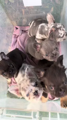 Box of puppies 😍😍😍  • • #fyp #fluffyfrenchie #frenchiepuppies #frenchbulldog #fluffyfrenchbulldog 
