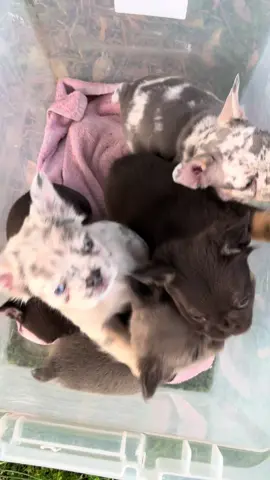 Cutest puppies in the world 😍😍 • • #fyp #frenchies #fluffyfrenchie #frenchiepuppies #frenchbulldog 